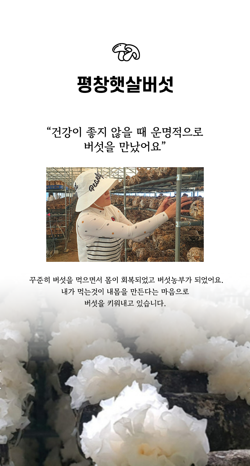 평창햇살버섯 소개